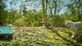 باب اسفنجی دوبله فارسی، باب اسفنجی ، انیمیشن باب اسفنجی، کارتون باب اسفنجی