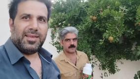 استفاده آقای افشار خاکسار از سم کرم گلوگاه انار بادرام تاج ( badramtaj )