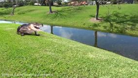 برنامه کودک دیانا و روما - داستان های حیوانات - سرگرمی کودک