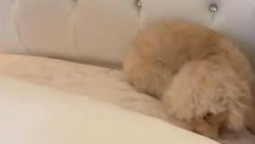 ماجراهای دیانا و روما با دوبله فارسی (جدید) | دیانا گربه خودشو گم کرد!❤️