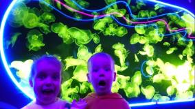 برنامه کودک-بانوان سرگرمی کودک جدید-گبی و الکس-بازدید گابی و الکس از آکواریوم