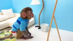 لالایی خوندن بچه میمون برای جوجه اردک ها