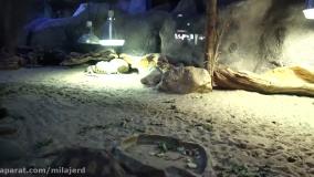 سرگرمی خانوادگی برای بچه ها - گابی و الکس از آکواریوم بازدید می کنند