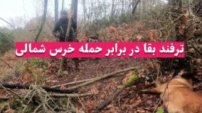 کمپینگ بوشکرفت ، ساخت کلبه چوبی زیر زمینی در اعماق جنگل