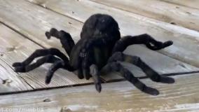 هایدی و زیدان : گم شدن گربه هایدی