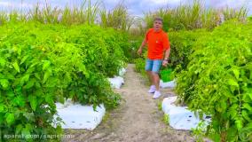 لایک ناستیا : ناستیا شو : ماجراهای ناستیا این قسمت برداشتن سبزیجات از مزرعه