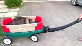 ماجراهای هایدی و زیدان برای کودکان - قسمت 3 - بازی با بچه گربه