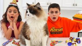 هایدی و زیدان وانمود می کنند که با گربه خود بازی می کنند