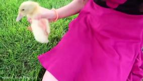 ماجراهای هایدی و زیدان برای کودکان - قسمت 4 - هایدی و زیدان جوجه گرفتند!