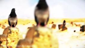 رحلت رسول اکرم و شهادت امام حسن مجتبی علیه السلام