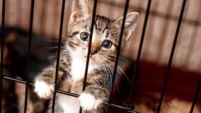 سرقت بامزه گروهی گربه‌ها از ماهیگیران استانبول