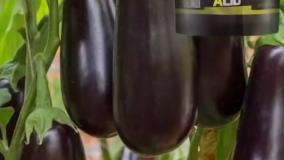 بهترین کود برای بادمجان