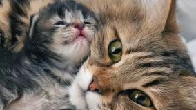 همکاری جالب آتش‌نشان و گربه مادر جهت خارج کردن بچه گربه از داخل هود اشپزخانه!