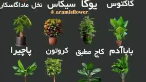 گیاه آپارتمانی