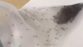 راهکاری برای خلاصی از دست پشه های مزاحم