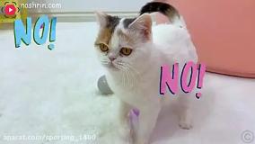 برنامه کودک خارجی ناستیا و استیسی