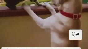 وقتی من با بچه ی فامیل تنها میشم!...گرانج...گرانج طنز...هاپو و میو...برو کپ گودو