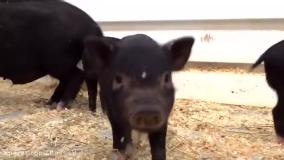 دیانا و روما شو بازدید از باغ وحش و غذا دادن به حیوانات دیانا و روما جدید