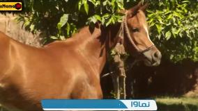 سووشون قسمت ۶ / دانلود سریال سوشون قسمت ششم