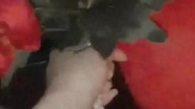 کلیپ تبریک تولد لاکچری