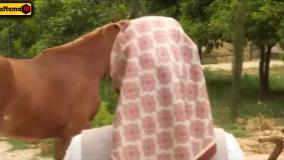 دانلود سریال شغال { شیما بخشنده ، فرشته صدر عرفایی } سووشون دانلود