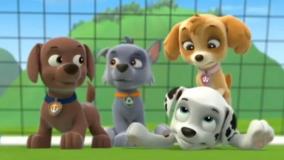 سگهای نگهبان / کارتون سگهای نگهبان دوبله فارسی / دانلود برنامه کودک سگ نگهبان