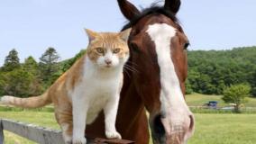 صحنه‌هایی دیدنی از دوستی بامزه اسب و گربه | 13 مرداد 1404