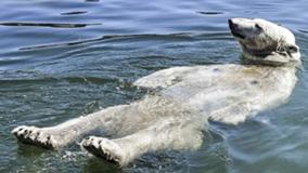 لحظه هیجان‌انگیز و دیدنی آب‌تنی خرس وحشی در سرمای سبلان | 18 مرداد 1404