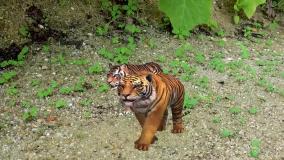 کارتون ماشین بازی بیبو جدید حمله ببر به ماشین فیل ها | انیمیشن ماشین بازی رنگی