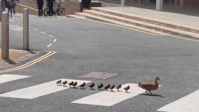 واکنش بی‌نظیر شهروندان تهرانی به سقوط سبد جوجه‌ اردک‌های یک موتورسیکلت وسط اتوبان