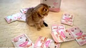 دیانا و روما | دیانا و روما | داستان های دیانا و روما | #دیانا شو