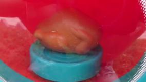 ❤️ ماجراهای دیانا و روما با دوبله فارسی | کی صبحونه دیانا رو خورده؟!