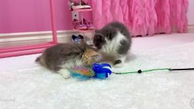 پرنسس ناستیا - استیسی شو - برنامه کودک ناستیا - ناستیا جدید - ناستیا شو