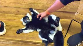 ناستیا و استیسی ناستیا شو ناستیا و بابایی برنامه کودک ناستیا.سرگرمی با پدر 2