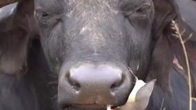 همزیستی دیدنی پرنده و گاومیش     ‌