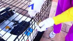 بانوان کودک ولاد و نیکی // نیکی و ولا // سرگرمی کودک // بانوان سرگرمی کودک