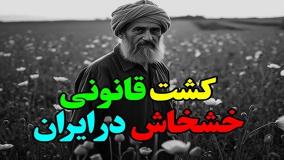 شرایط کاشت قانونی خشخاش در کشور اعلام شد!