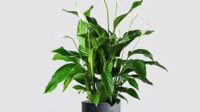 سفارش گل اسپاتی فیلوم