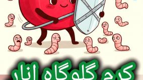 کرم گلوگاه رو زنده از دل انار بیرون کشیدیم... ببین! در این ویدئو کرم گلوگاه انار رو از نزدیک ببینید