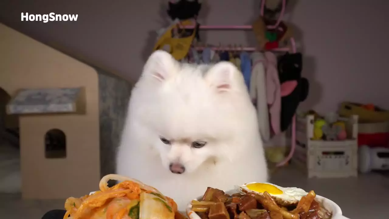 چالش فود اسمر سگ