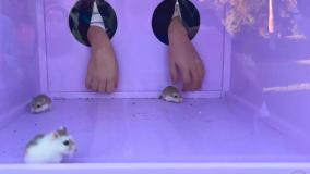 جشن تولد 8 سالگی ناستیا