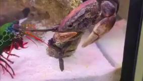 قدرت عجیب میگوی مانتیس