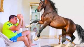 برنامه کودک-برنامه کودک ناستیا- نستیا و اسب جادویی -بانوان سرگرمی کودک