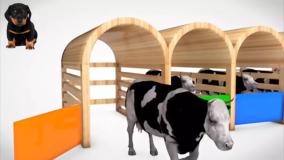 بازی کودکانه -شمارش بازی گاو: در 6 ثانیه چند گاو می توانید بشمارید؟