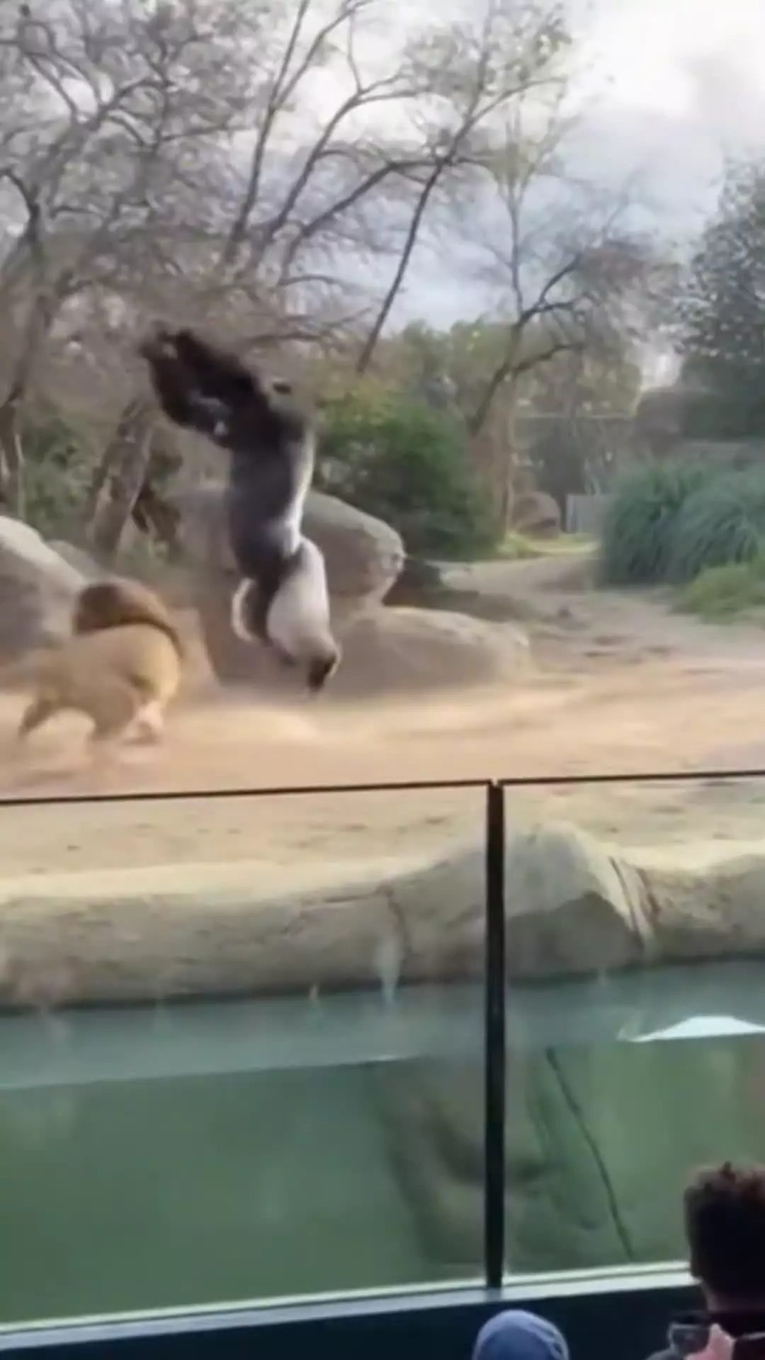 جدال شامپانزه و شیر جنگل