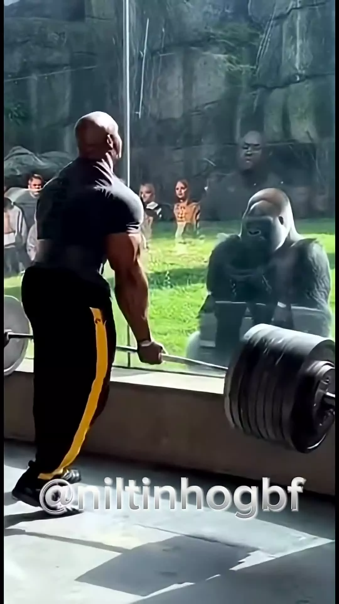 وزنه زدن با شامپانزه