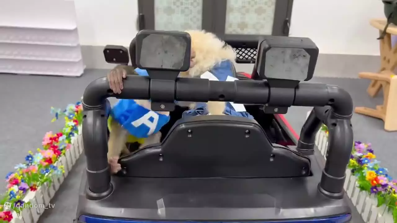 ماجراجویی‌های جذاب میمون کوچولو - کارتون جدید بچه میمون