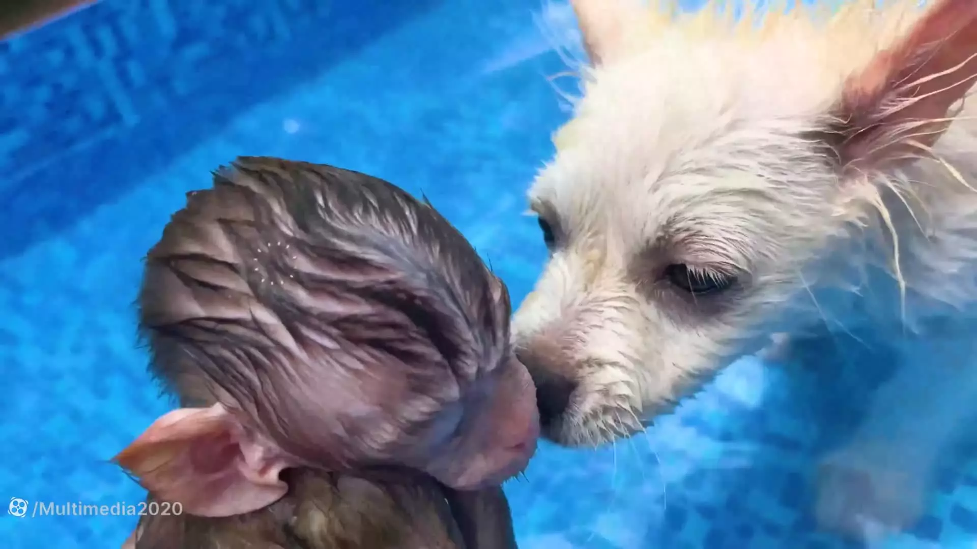 بازیگوشی میمون کوچولو در آب: لحظاتی شاد و خنده‌دار