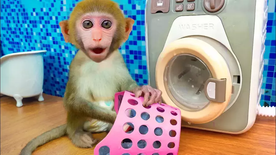 میمون کوچولوی بازیگوش: داستانی تازه و جذاب!