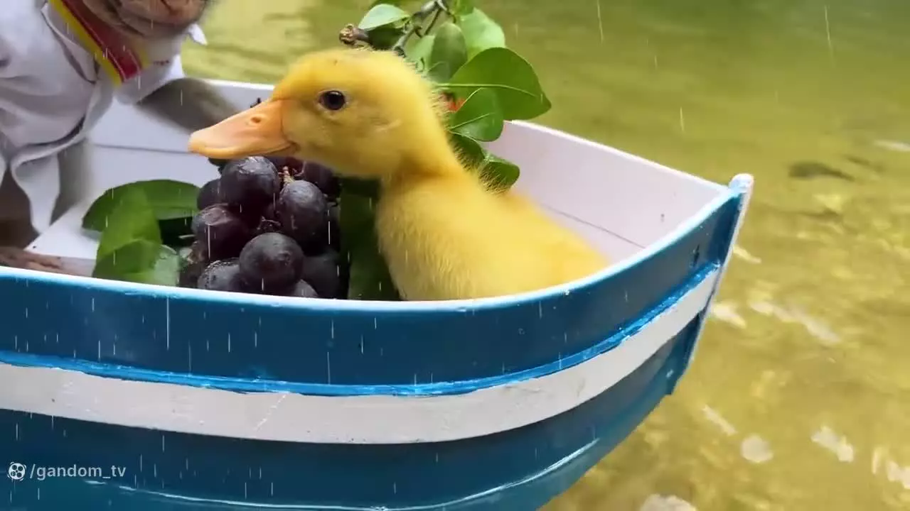 کارتون بچه میمون: ماجراجویی‌های شیرین میمون کوچولو